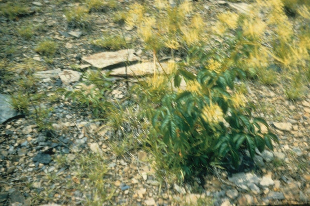 Aralia 14