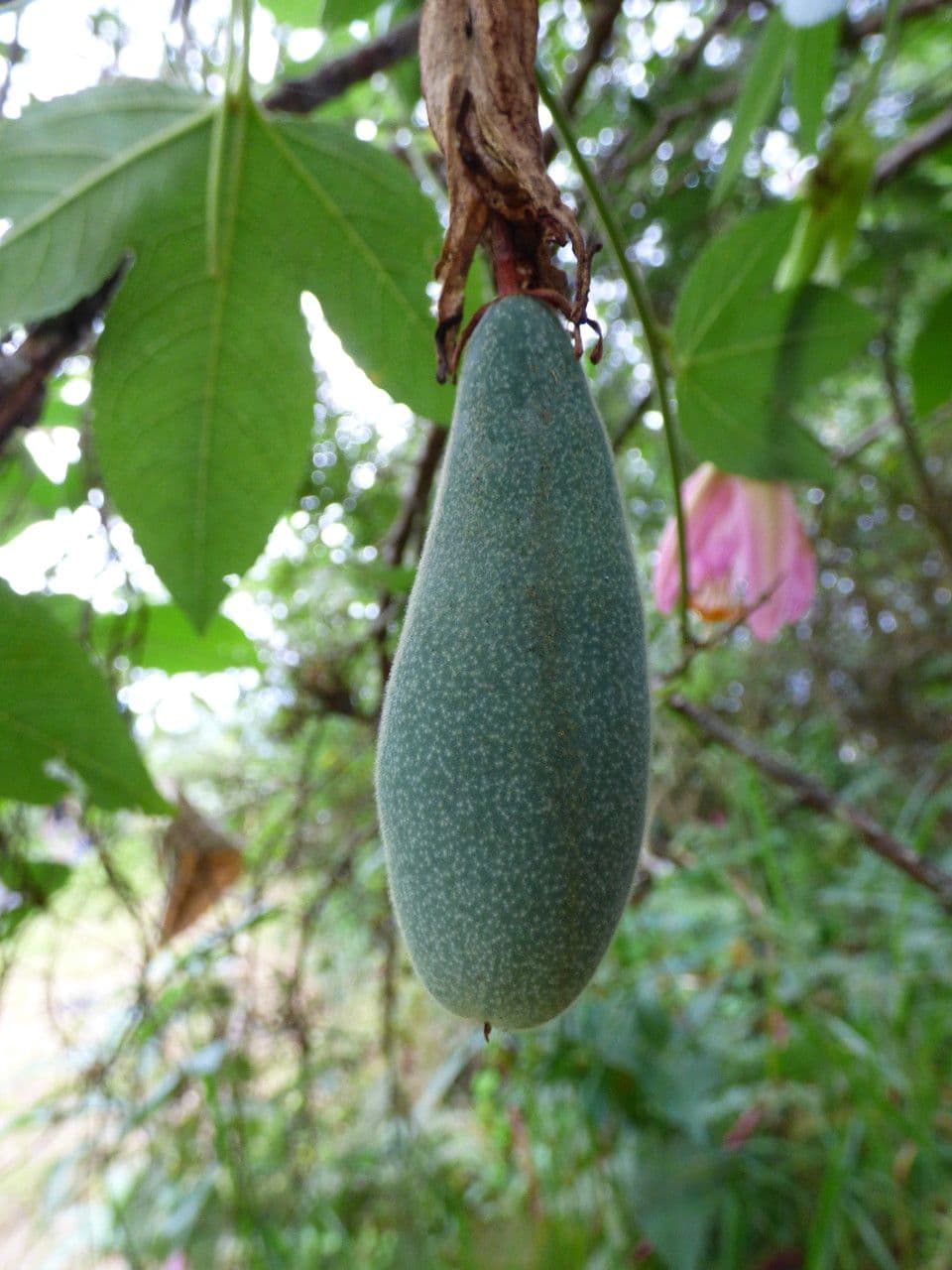 Passiflora tripartita 22