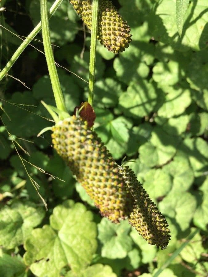 Ratibida columnifera 2
