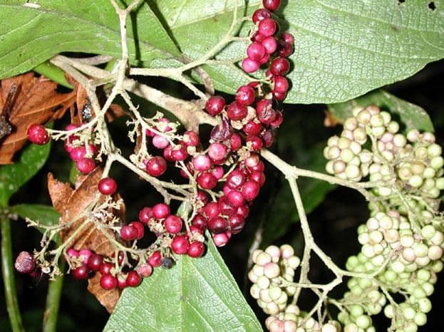 Callicarpa 5