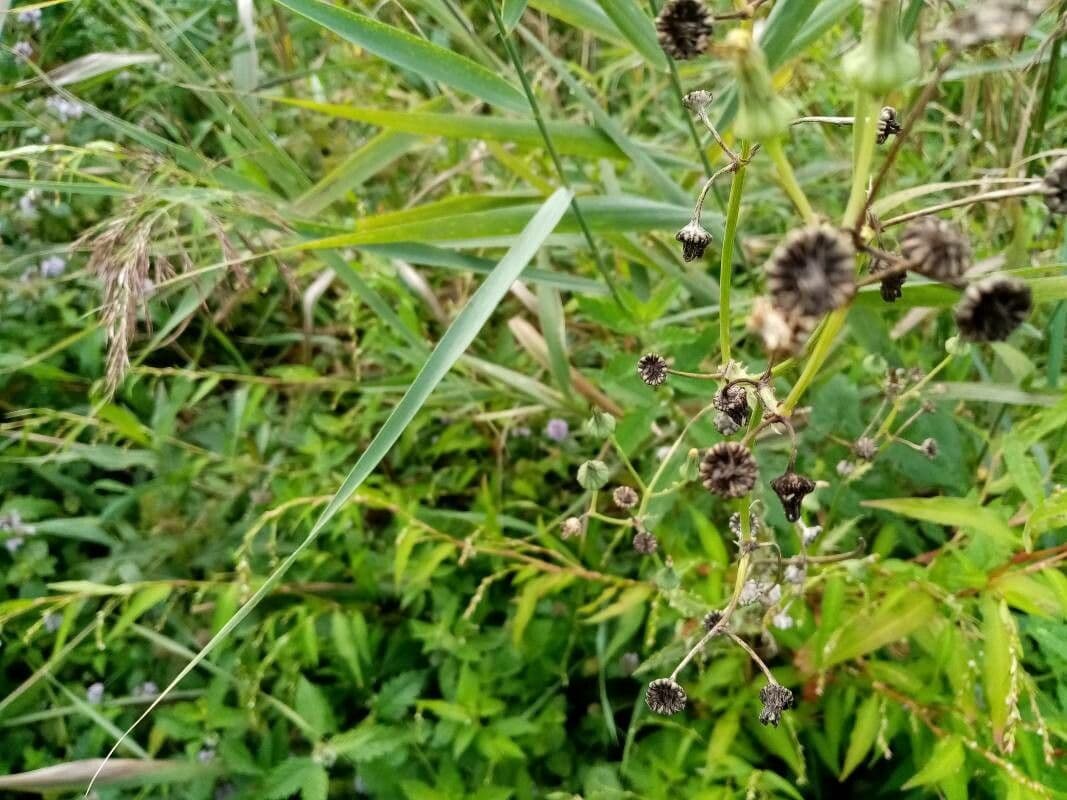 Flügelkraut 5