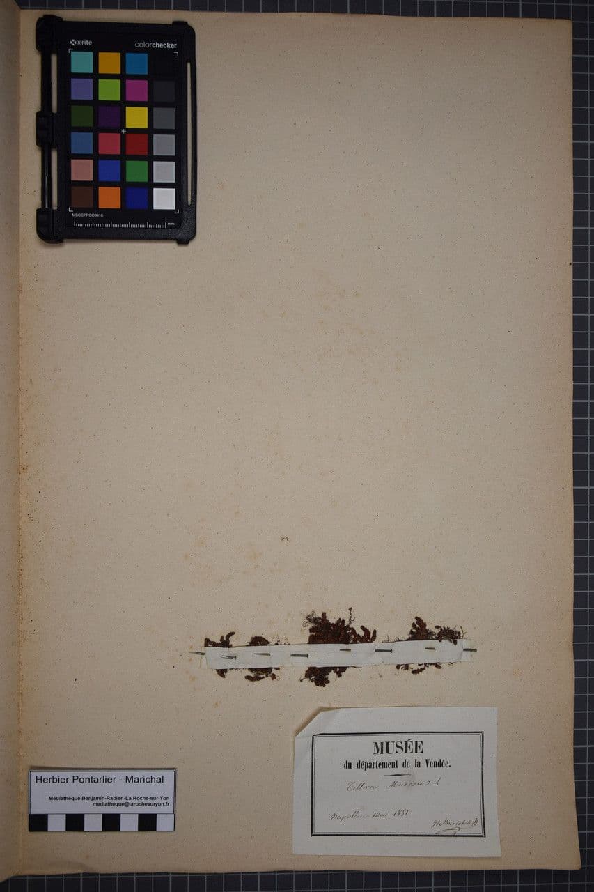 Moos-Dickblatt 27