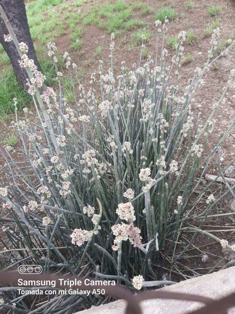 Euphorbia antisyphilitica 8