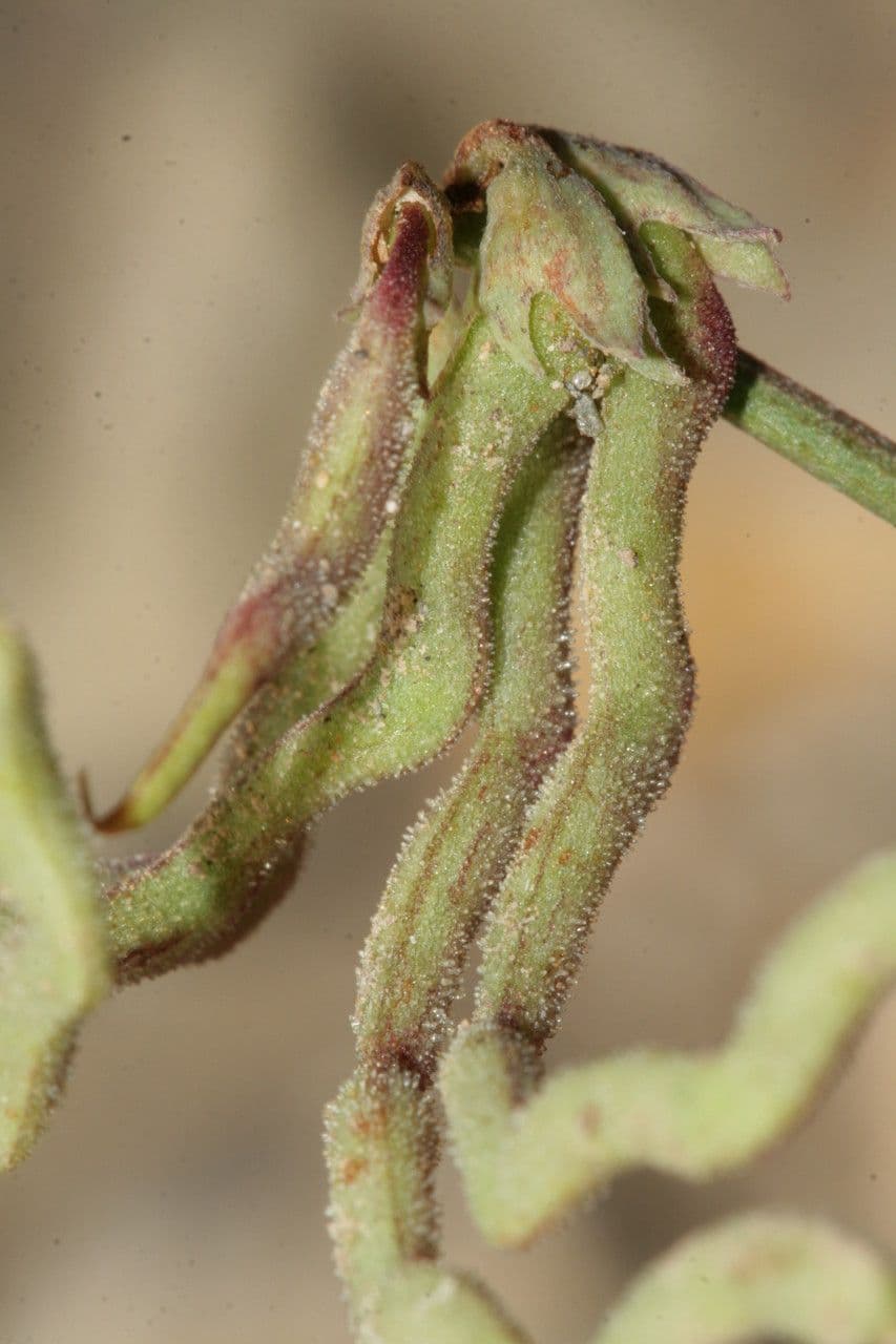 Hippocrepis 2