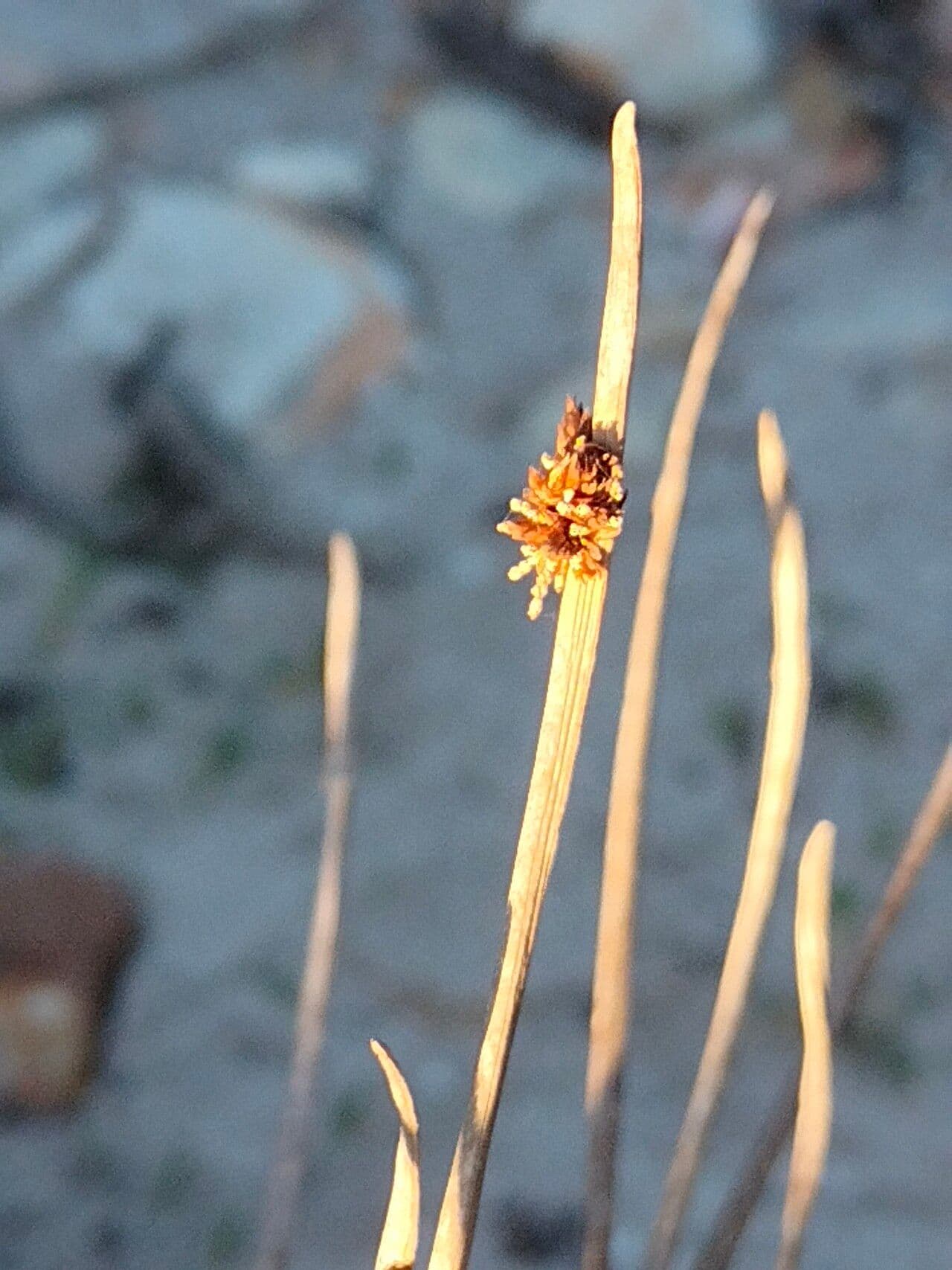 Ficinia nodosa 2