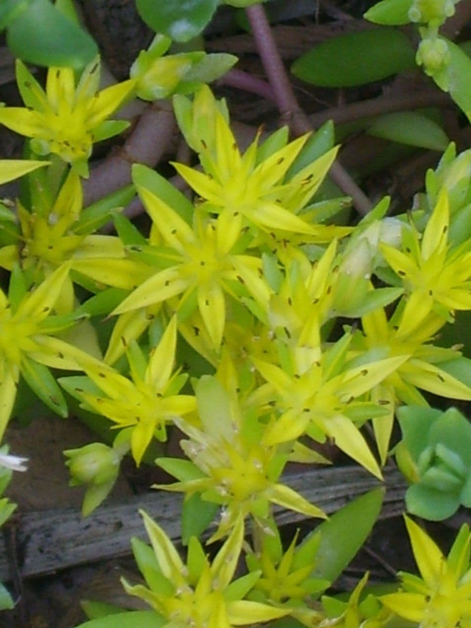 Rankender Mauerpfeffer 5