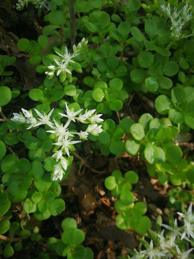 Sedum ternato 2
