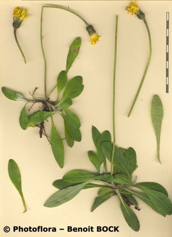 Mäuseöhrchen 9