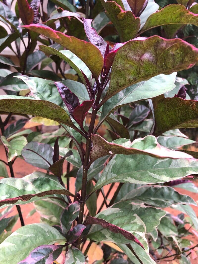 Pseuderanthemum 21