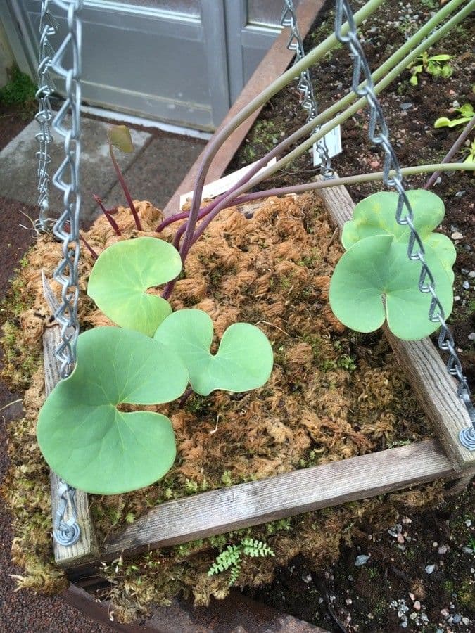 Utricularia reniforme 8