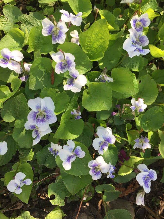 Viola palustre 13