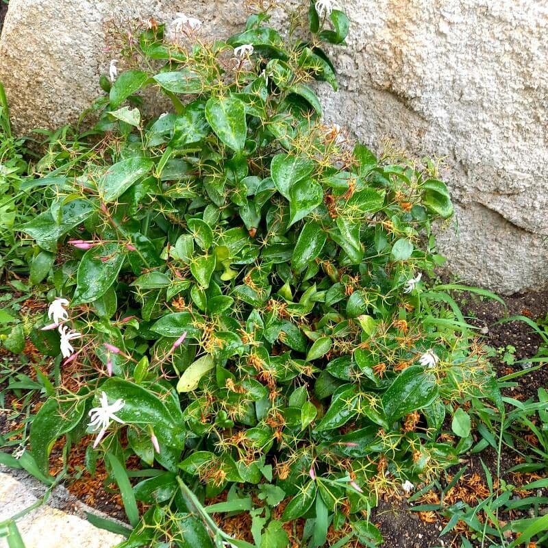 Jasmin 7