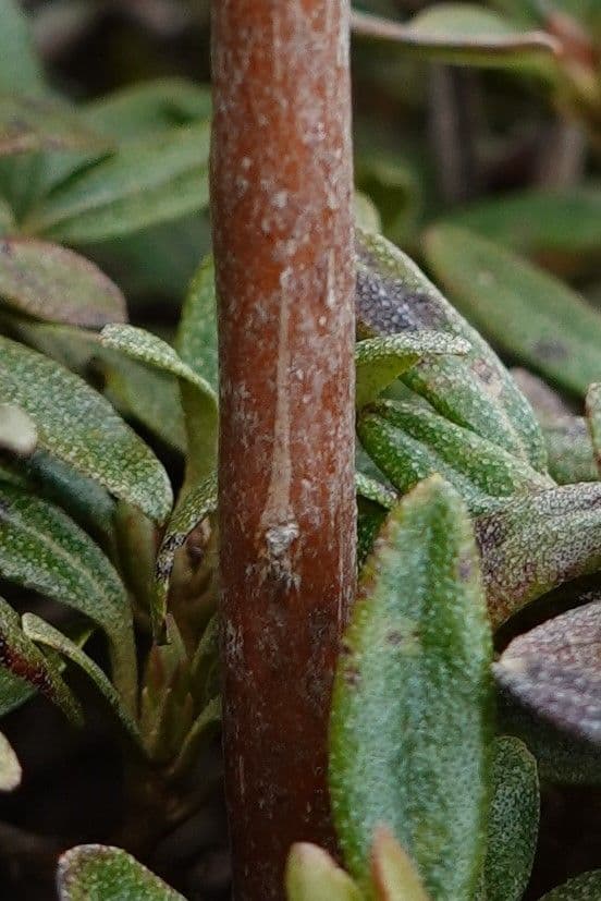 Rododendro 19