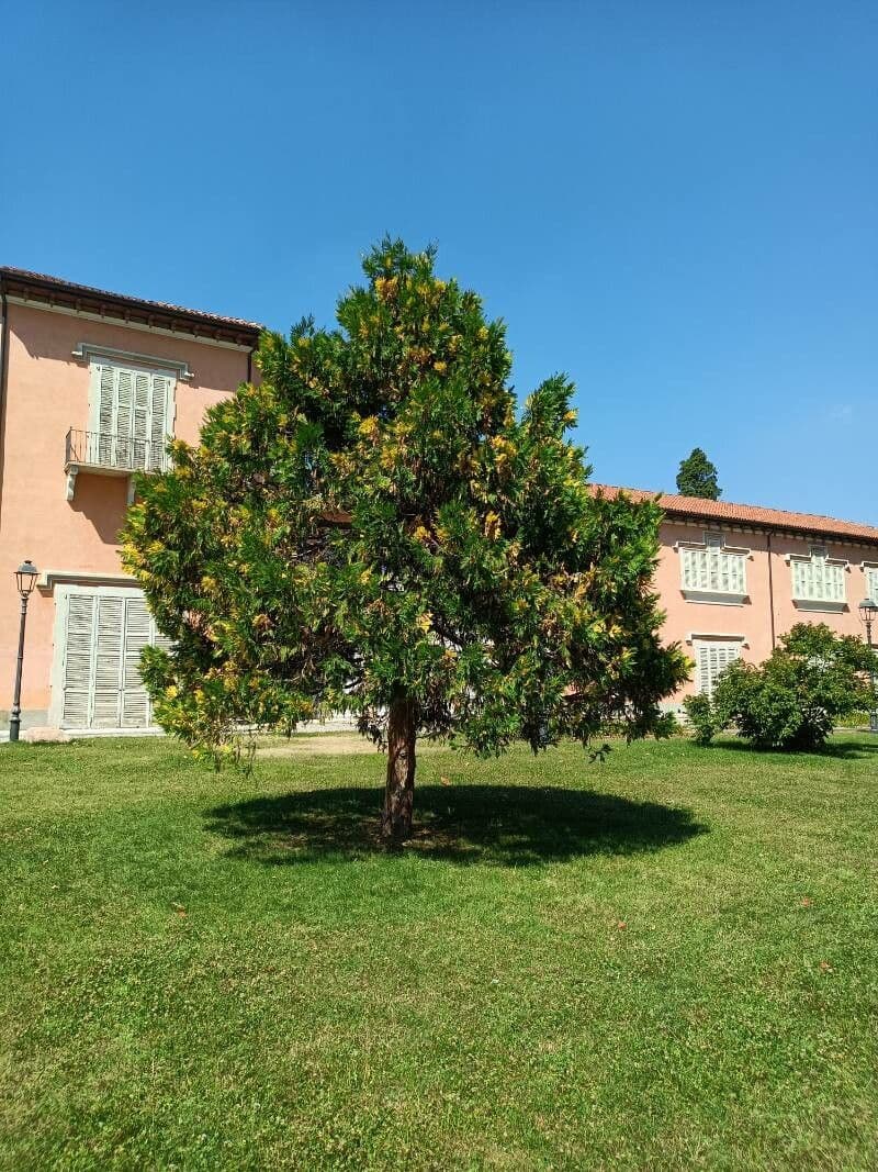 Cypřiš 12