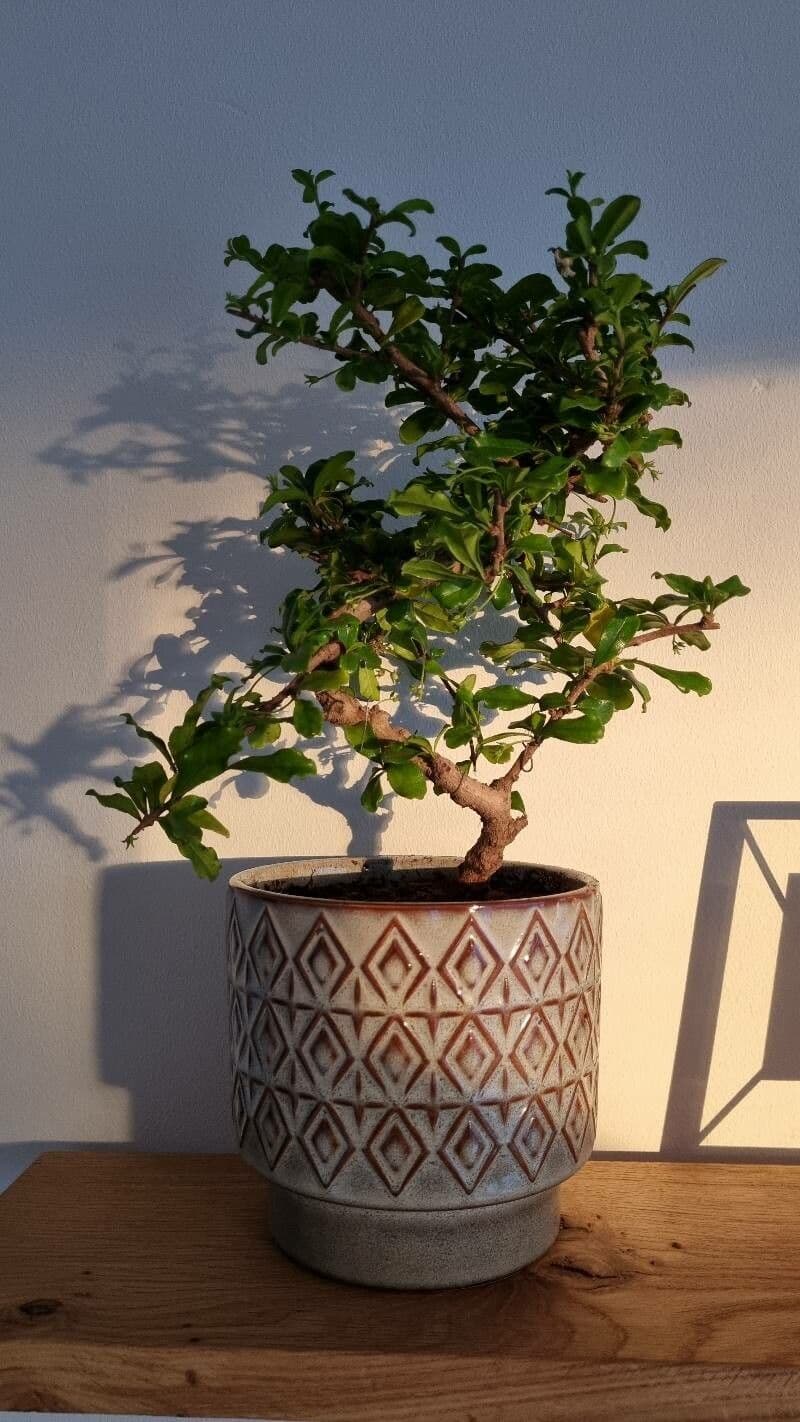 Ehretia