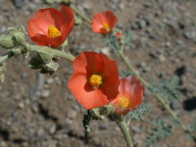 Sphaeralcea di Emory 3