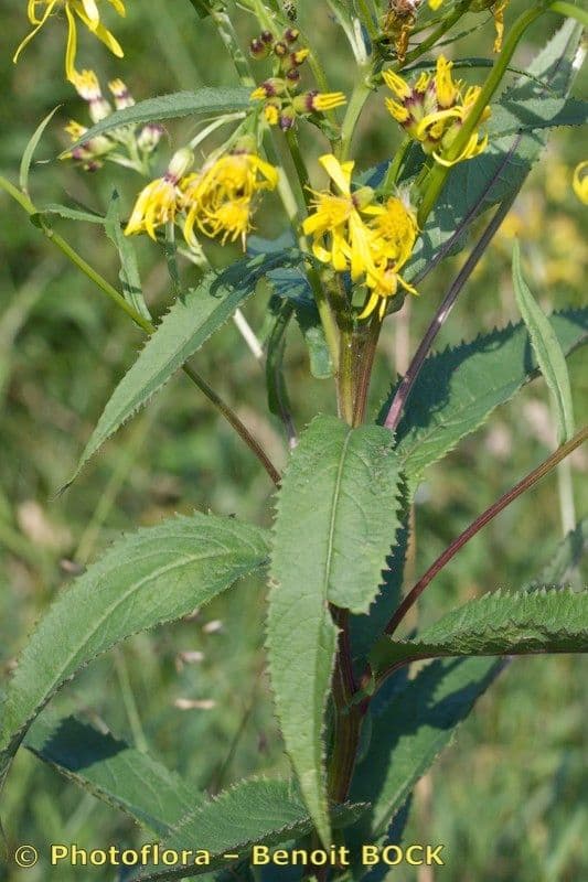Senecio 22