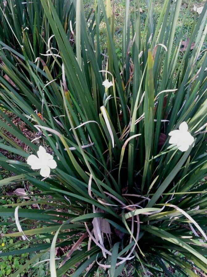 Iris selvatico 9