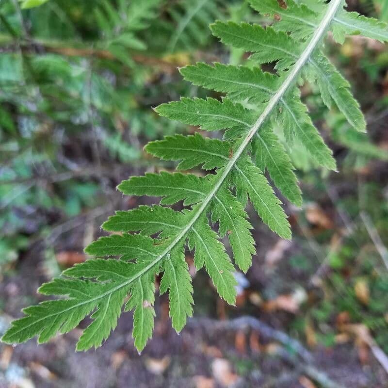 Achillea filipendula 15