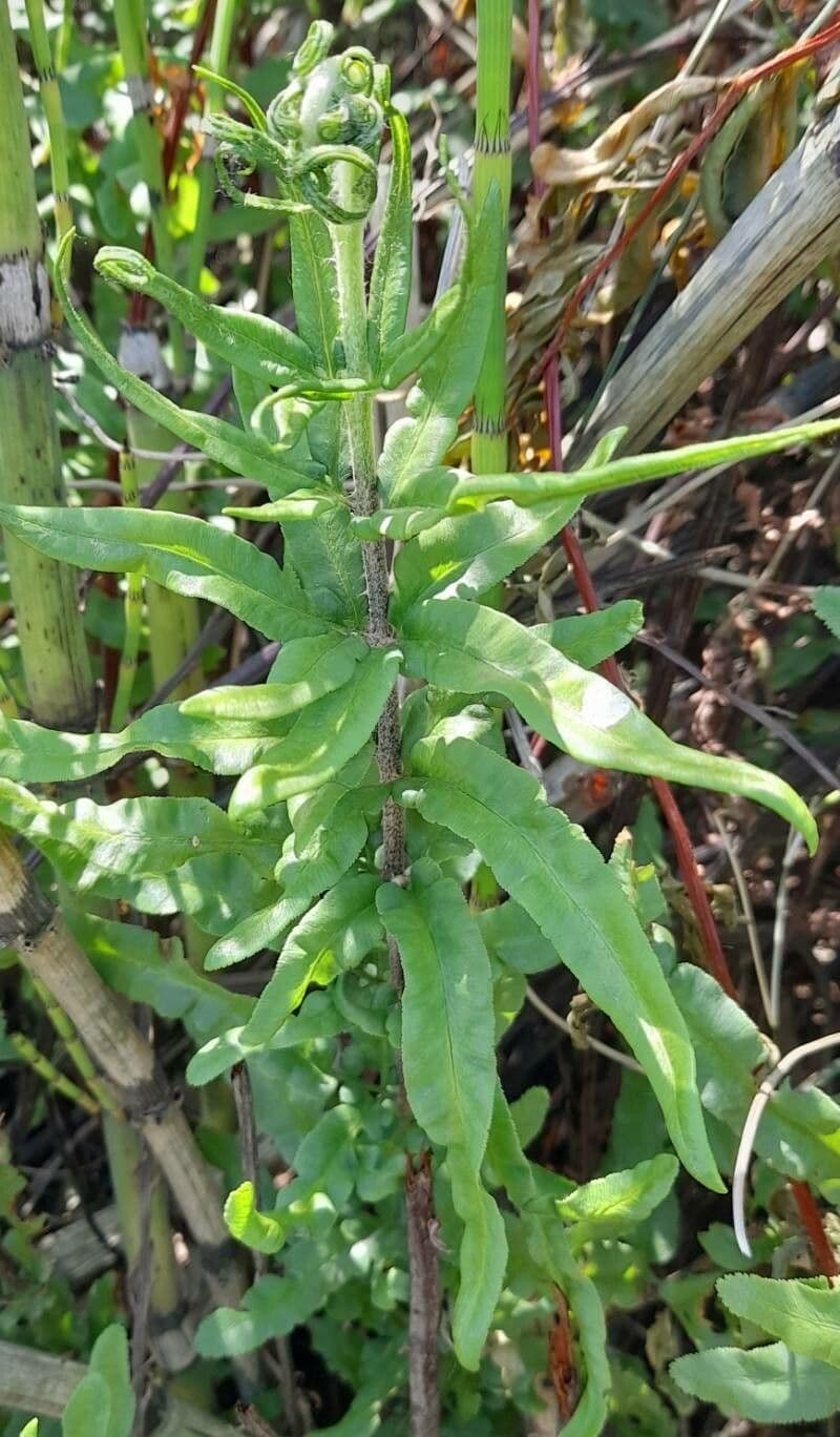 Pityrogramma 2