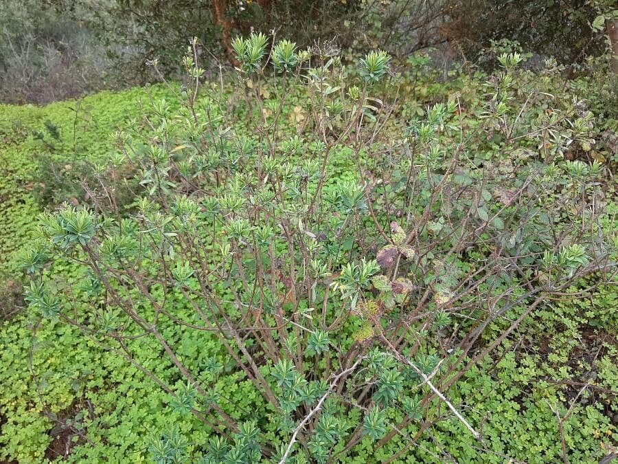 Torvisco 11