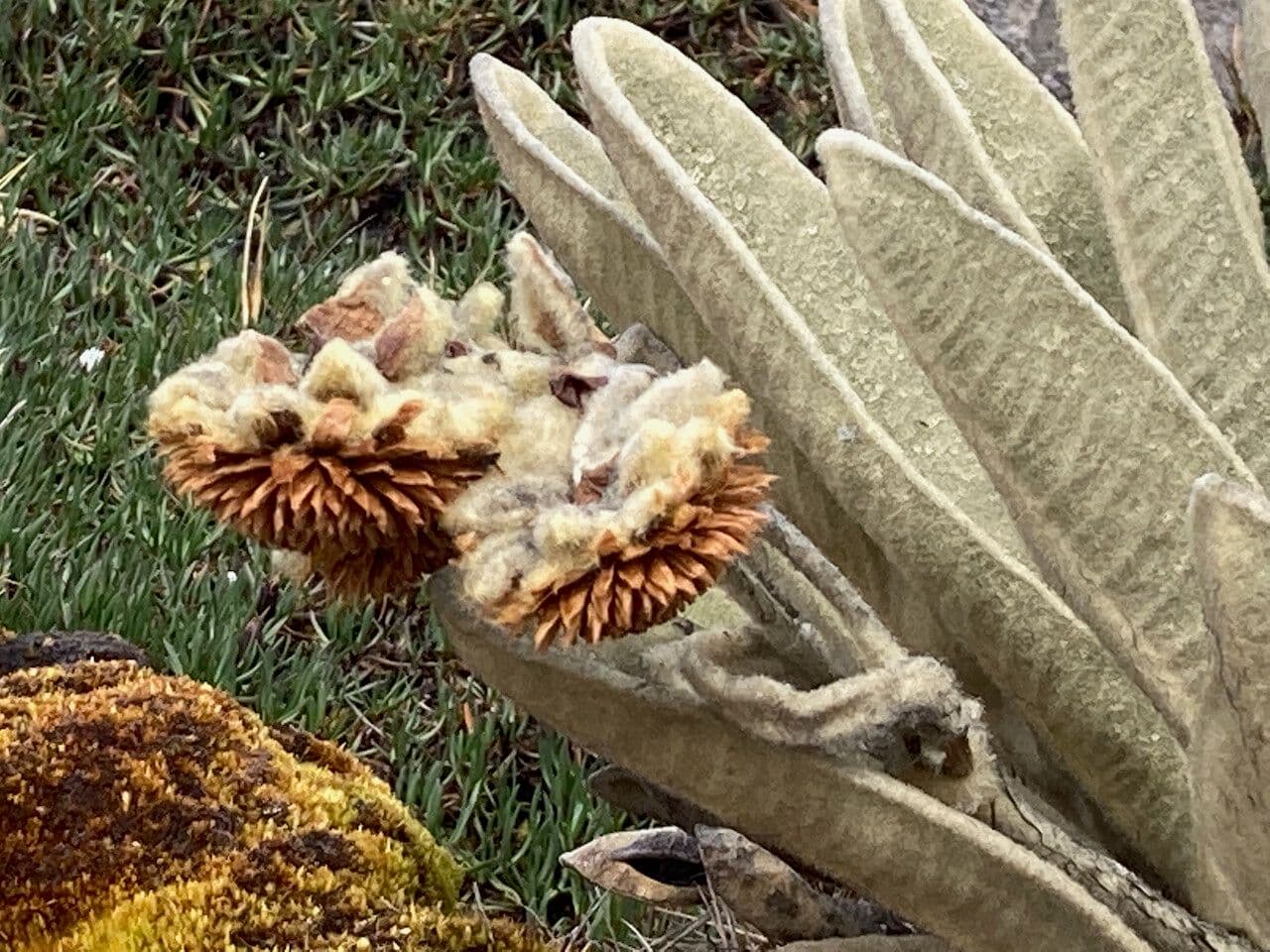Espeletia 5