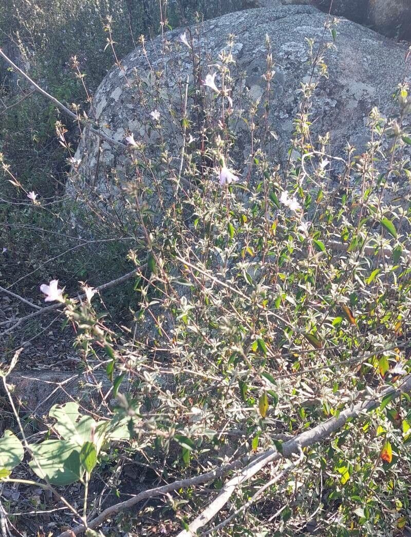 Barleria 9