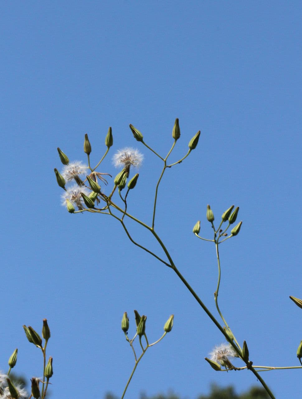 Schöne Gänsedistel 29