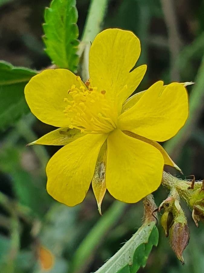 Corchorus trilocularis 4