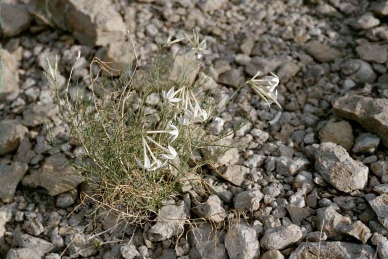 Amsonia 6