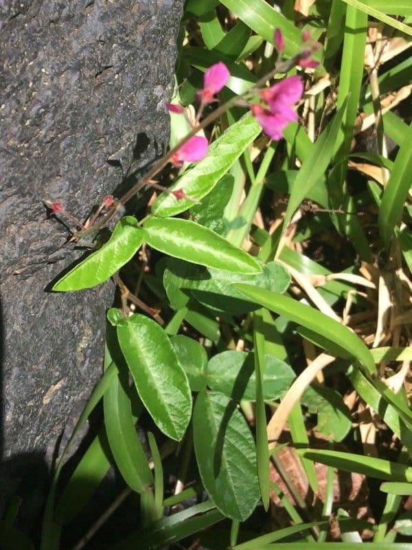 Desmodium 14