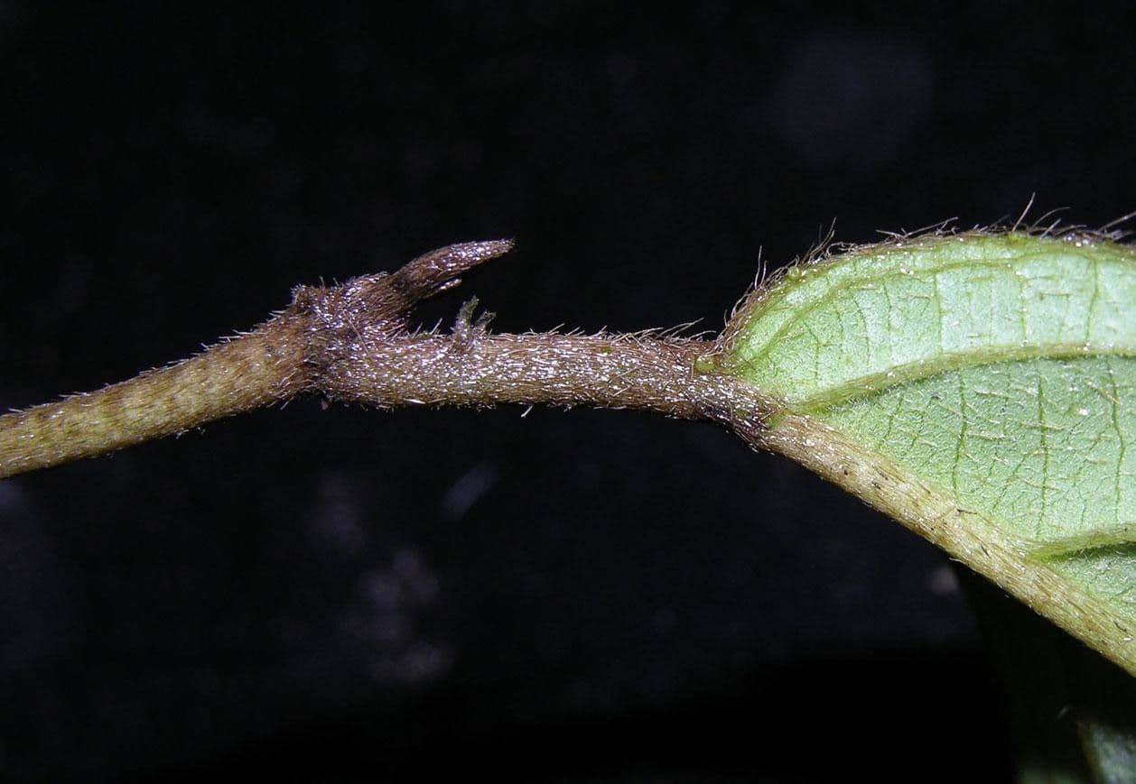 Hiraea 12