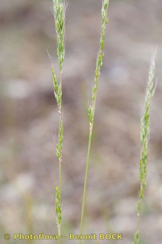 Apera interrupta 16