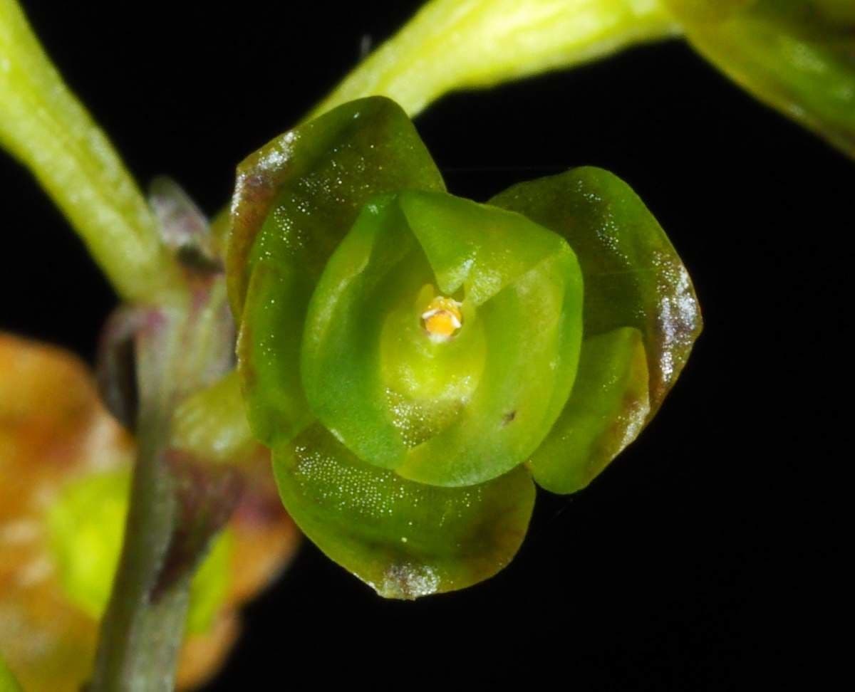 Crepidium taurino 2