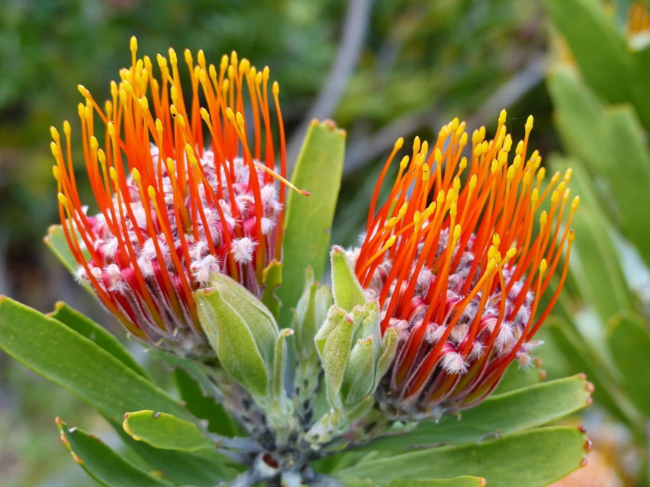 Leucospermum 2