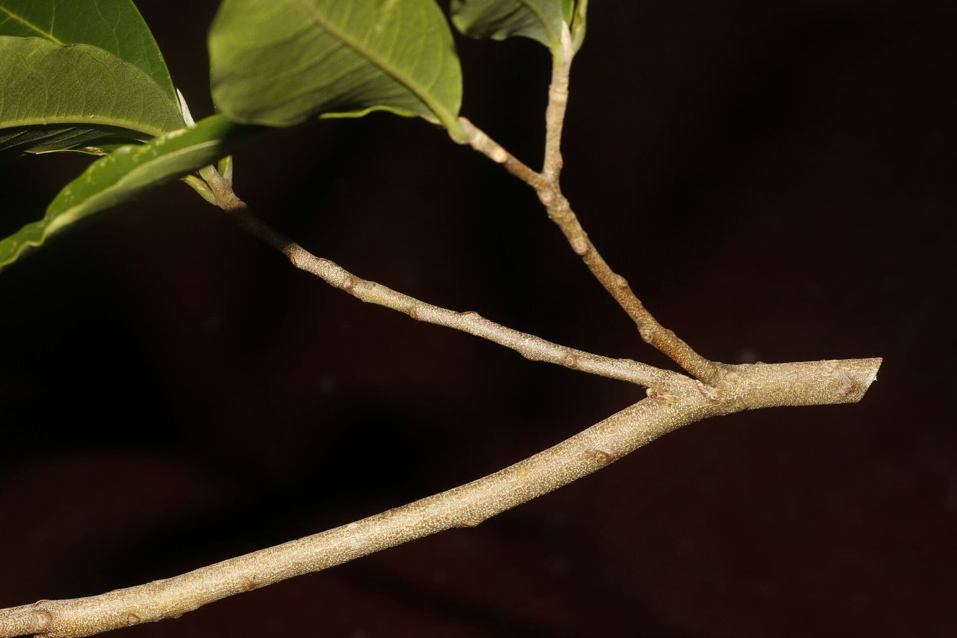 Daphnopsis americana 19