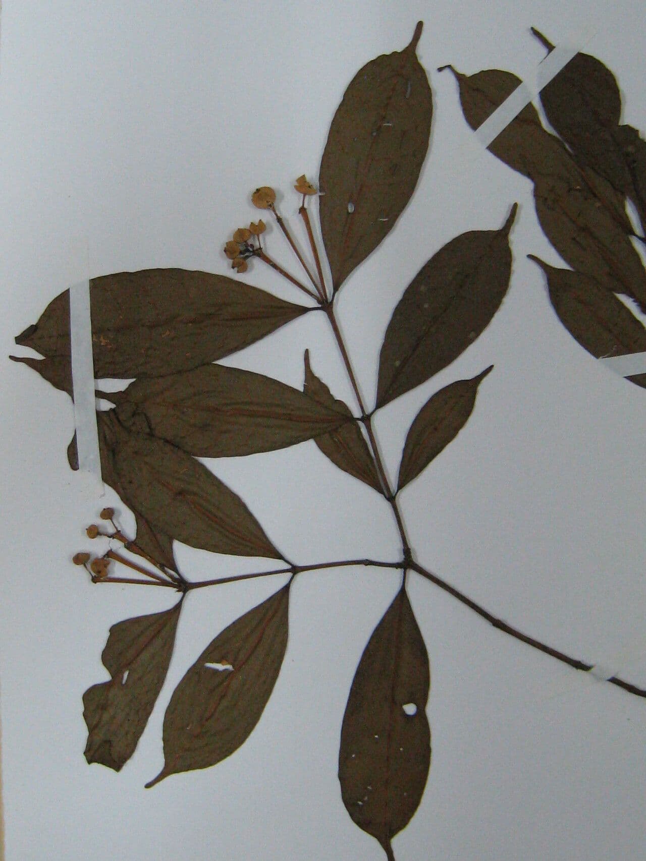 Faramea 4