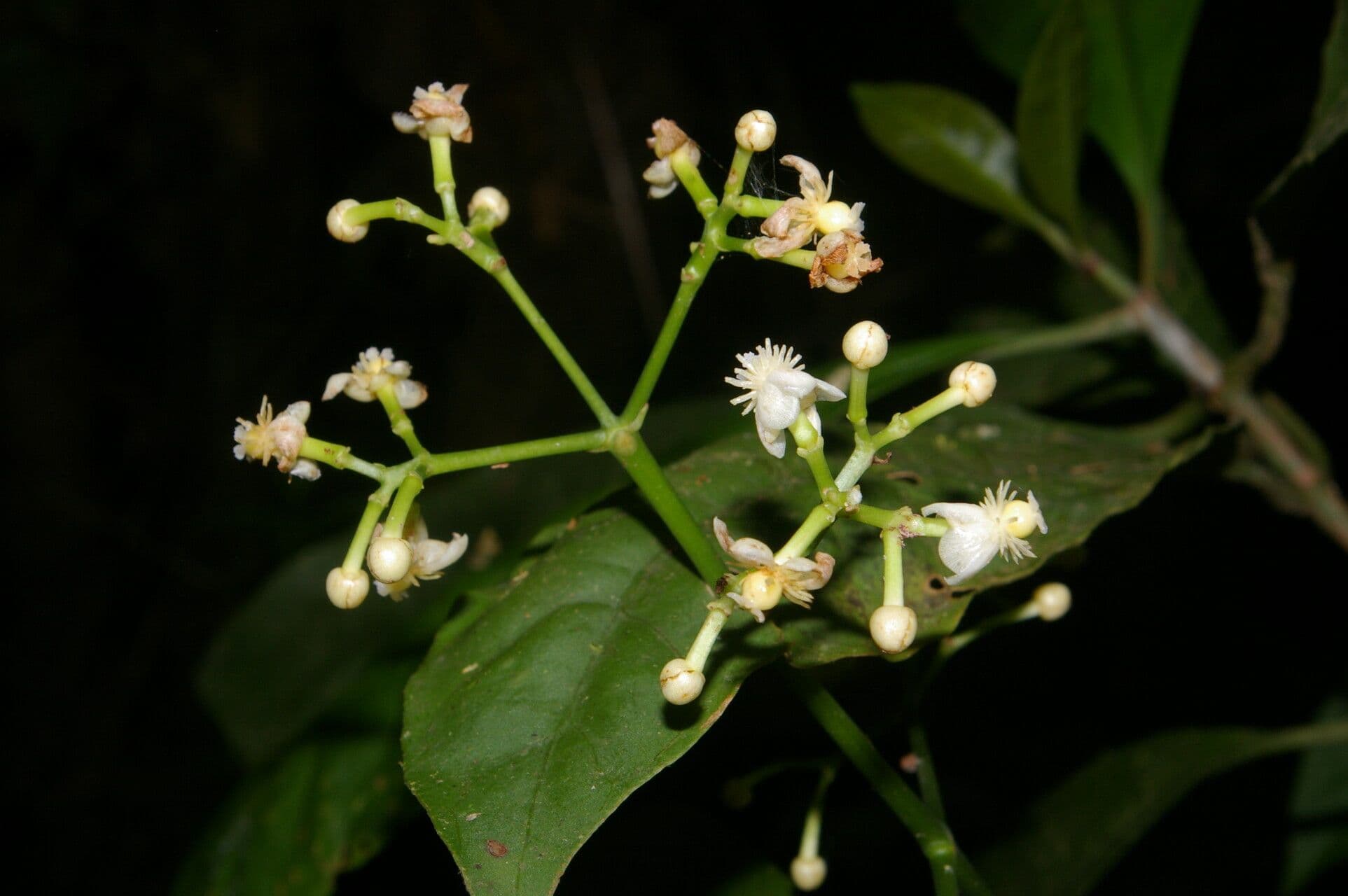 Chrysochlamys glauca 7