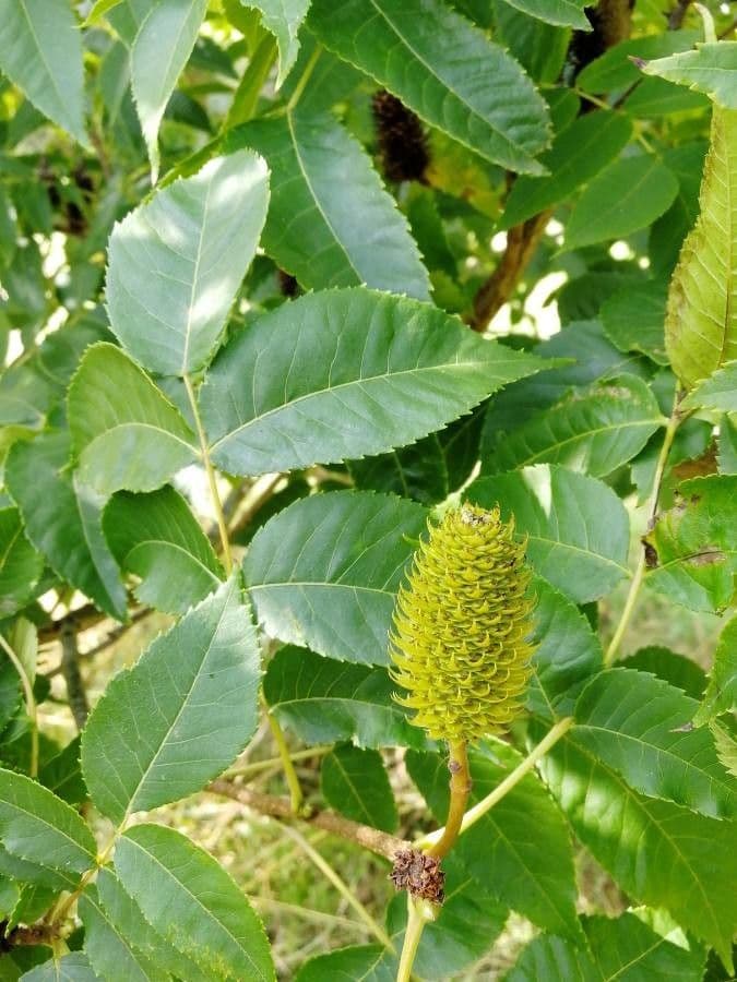 Platycarya strobilacea 4