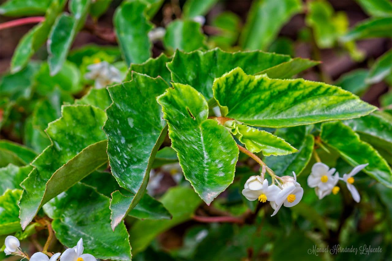 Begonia 9