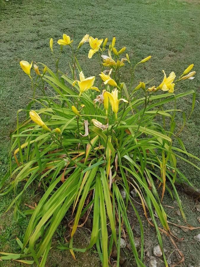 Hemerocallis minor 10