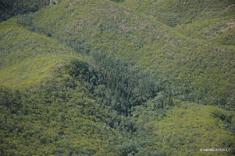 Araucaria 4
