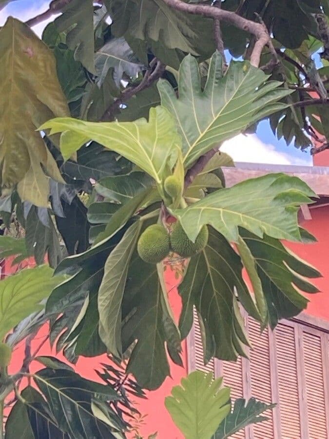 Albero del pane 6
