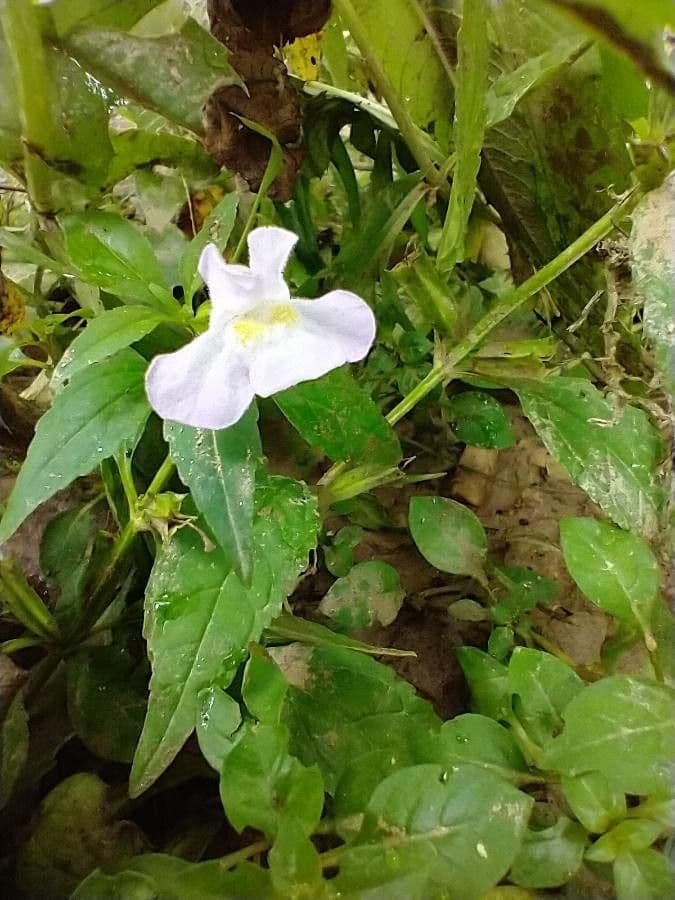 Sharp-wing monkey-flower 2