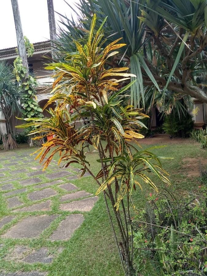 Croton variegato 13