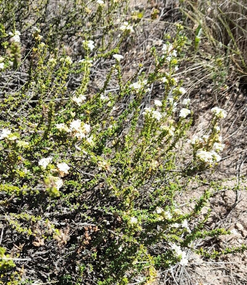 Acantholippia 3