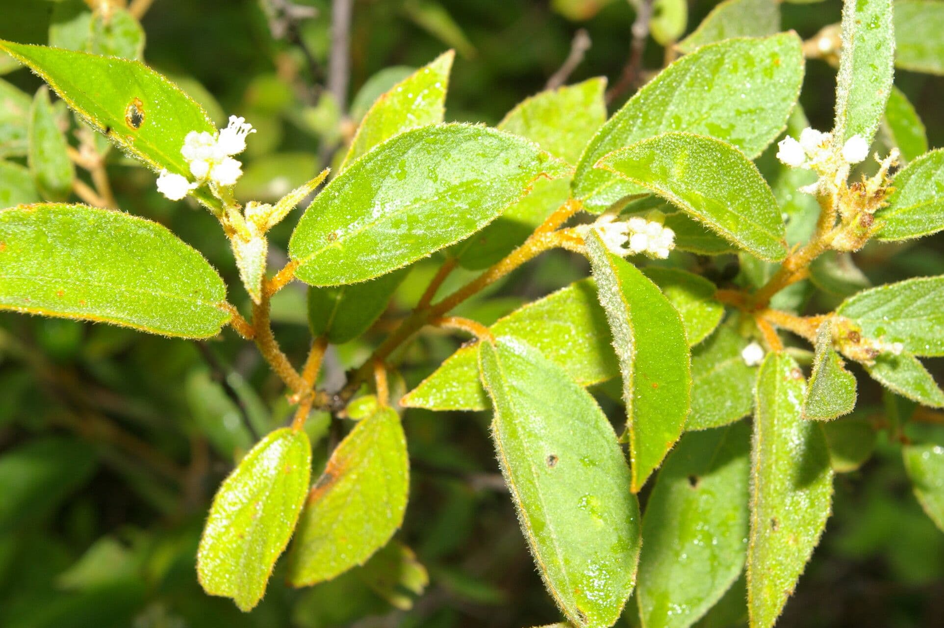 Croton 10