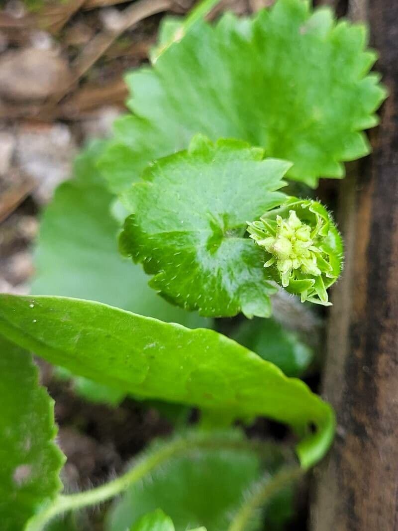 Hydrocotyle sibthorpioides 6