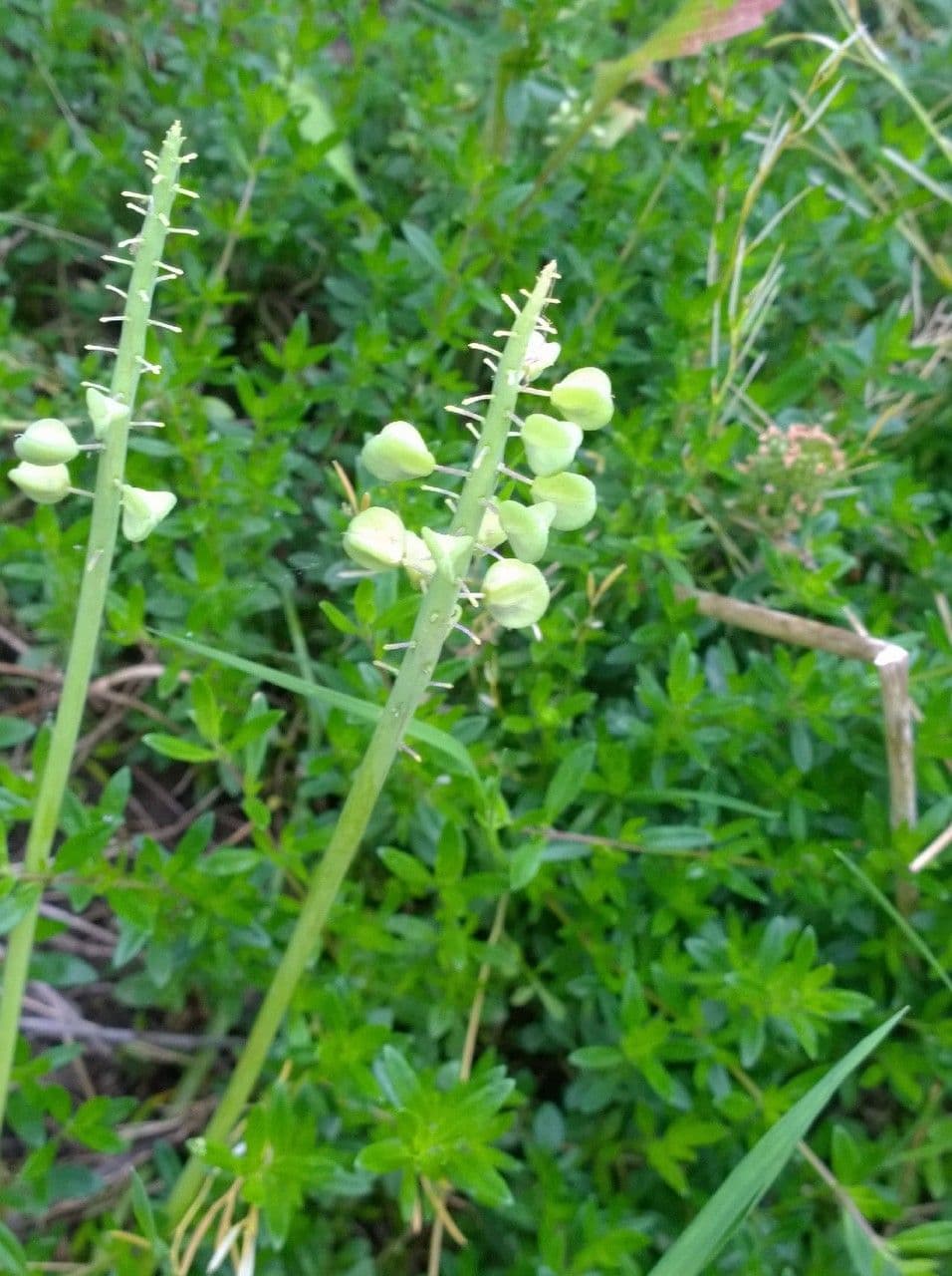 Muscari azzurro 5