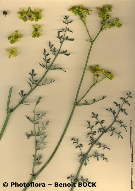 Schmalblättrige Raute 27